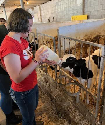 Feeding A Cow